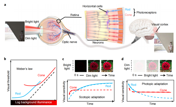 人眼的視覺適應(yīng)功能讓我們可以感知和識別不同光照條件下的各種物體