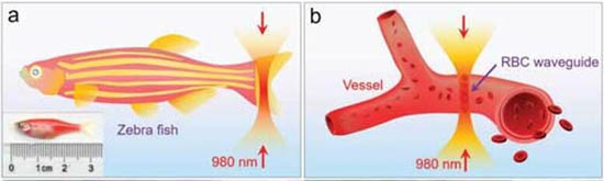 紅細胞波導在斑馬魚體內的光學組裝示意圖