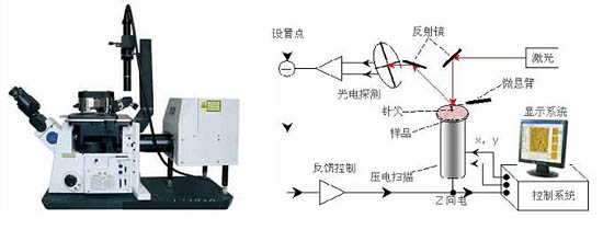 原子力顯微鏡及工作原理